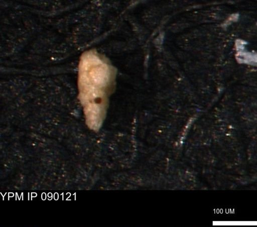 Verneuilina canadensis