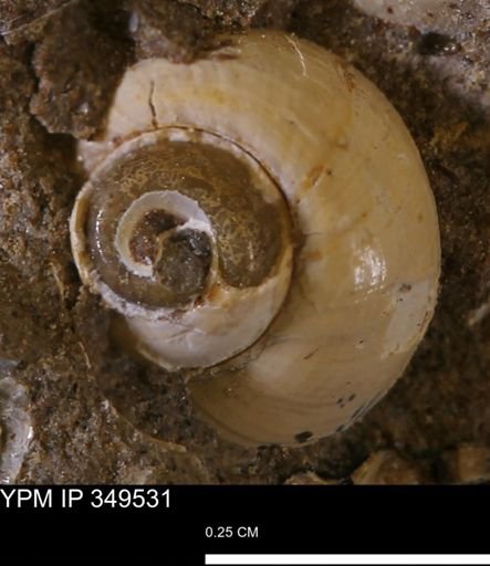 Euspira sp.