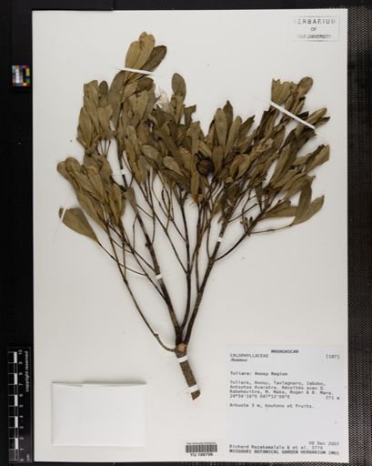 Plantae