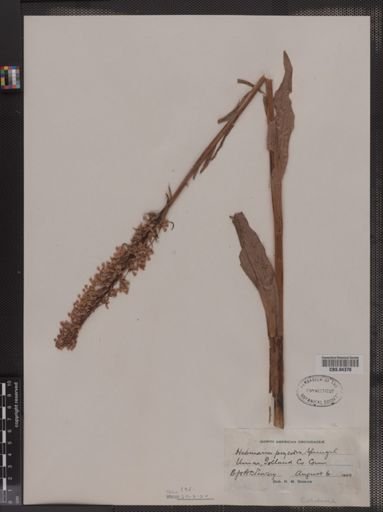 Habenaria psycodes