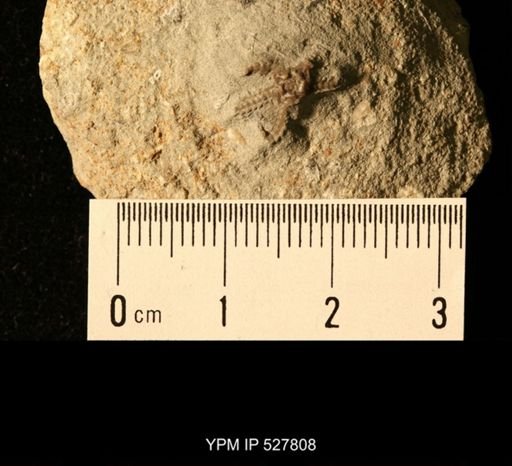 undet. Ophiuroidea