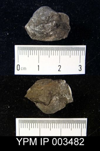 Productus cora