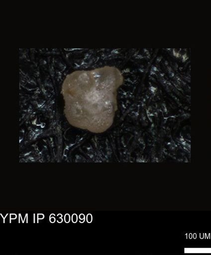 undet. Foraminiferida