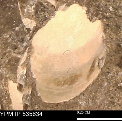 Protocardia subquadrata