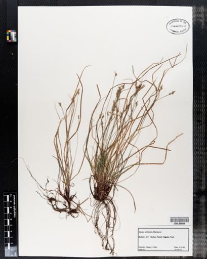 Carex artitecta
