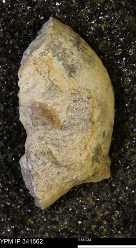 Scaphites sp.