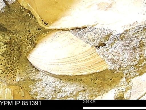 Limopsis striatopunctatus