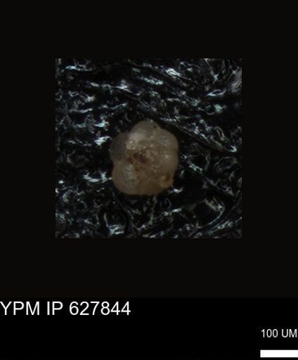 undet. Foraminiferida