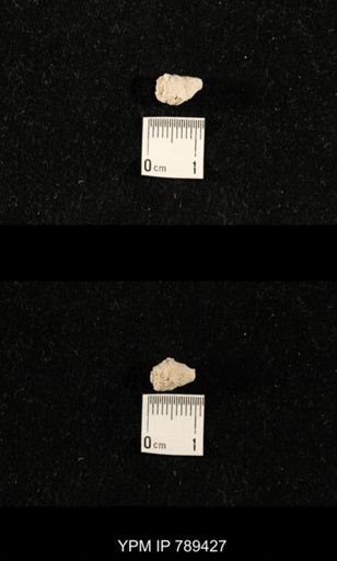 undet. Bryozoa