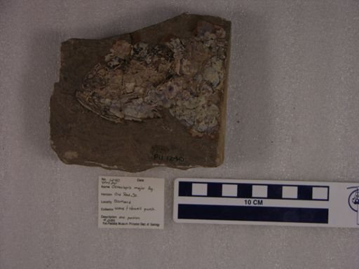 Osteolepis major