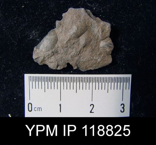 Chonetes tenuistriatus