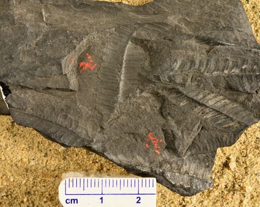 Pecopteris sp.
