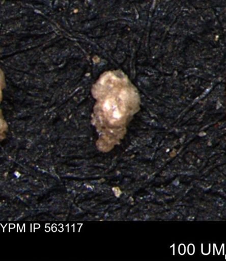 Verneuilina canadensis