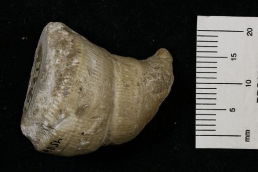Streptelasma rusticum