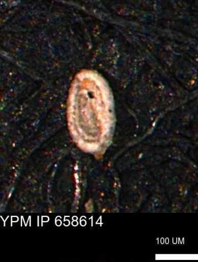 Spirolocammina planula