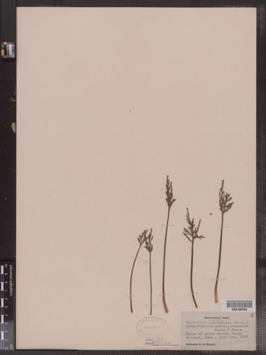 Botrychium lanceolatum