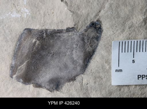 undet. Eurypterida