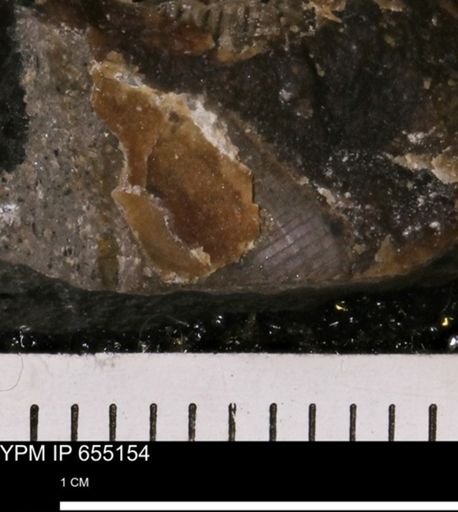 Mollusca