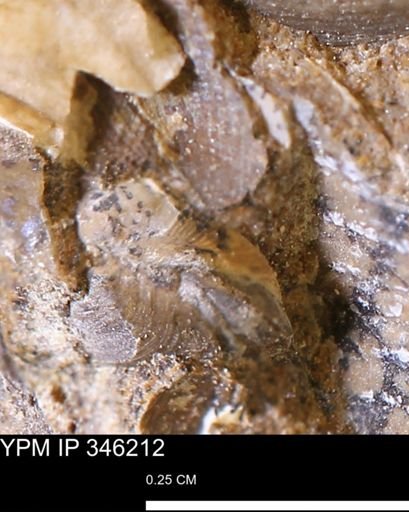 undet. Mollusca