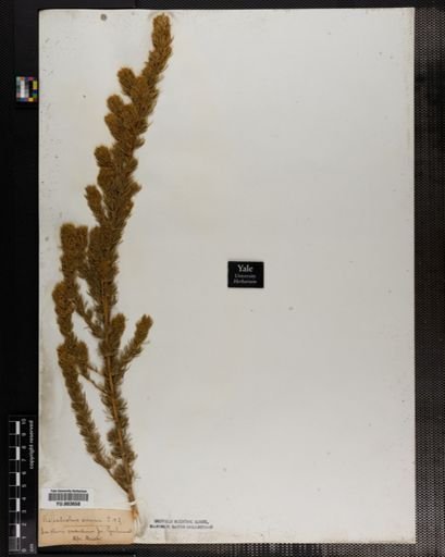 Aspalathus