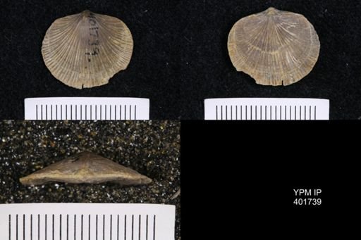 Dalmanella testudinaria meeki