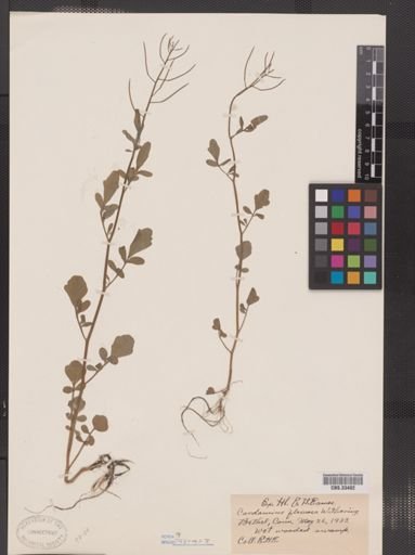 Cardamine flexuosa