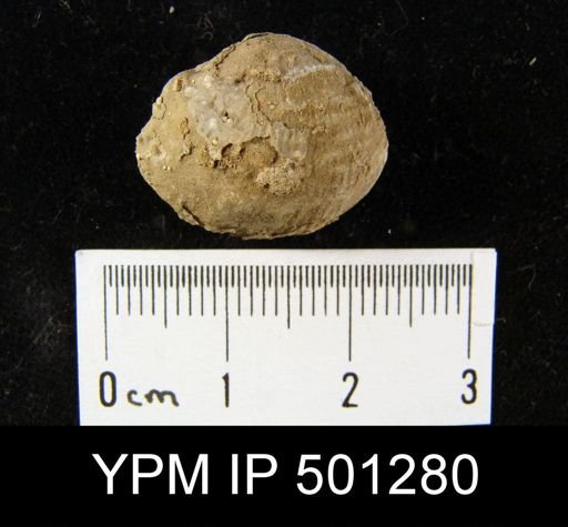 Productus sp.
