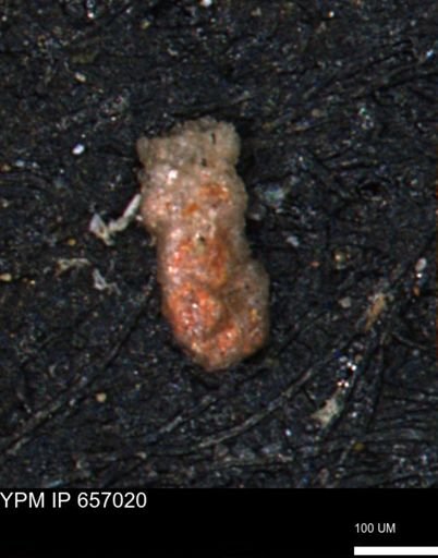 Ammobaculites obliquus