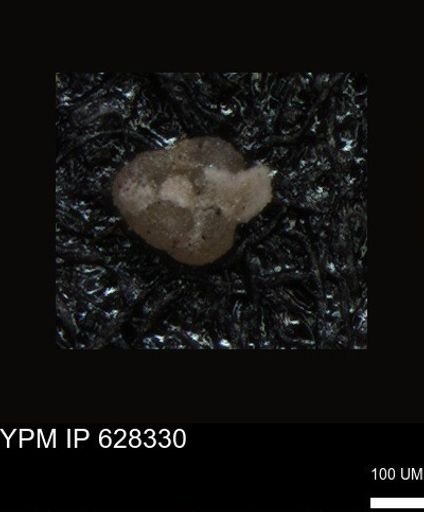 undet. Foraminiferida