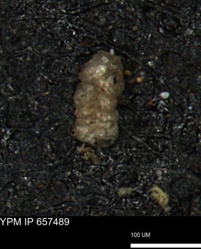 Ammobaculoides phaulus