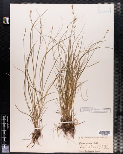 Carex rosea