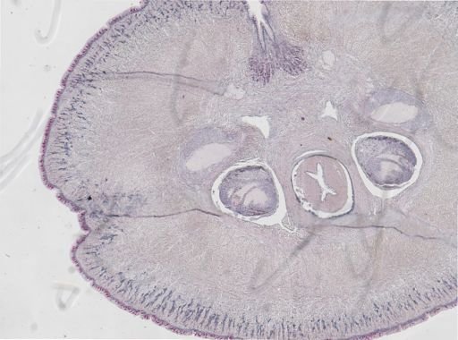 Cerebratulus lacteus