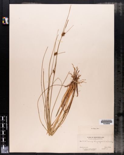 Carex oligosperma