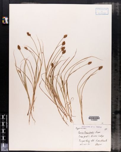 Carex crawfordii