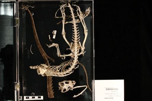 Cyclura cornuta