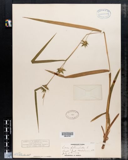 Carex folliculata
