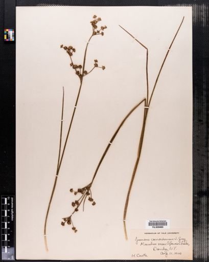 Juncus canadensis