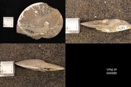 Sphenodiscus lenticularis