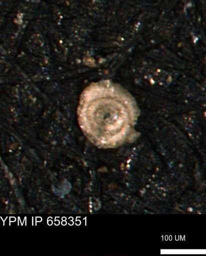 Spirolocammina subcircularis