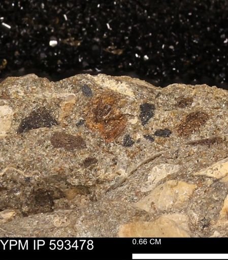 taxon undetermined