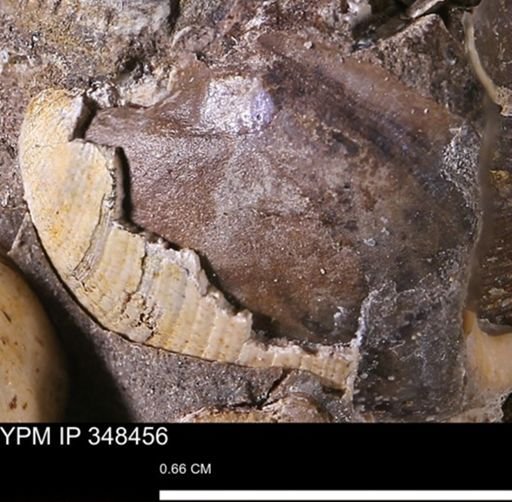 Limopsis striatopunctatus