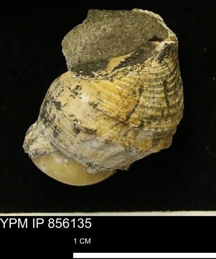 Drepanochilus sp.