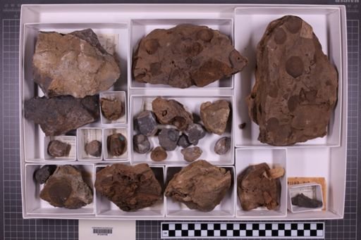 mixed taxa, stratigraphic collection