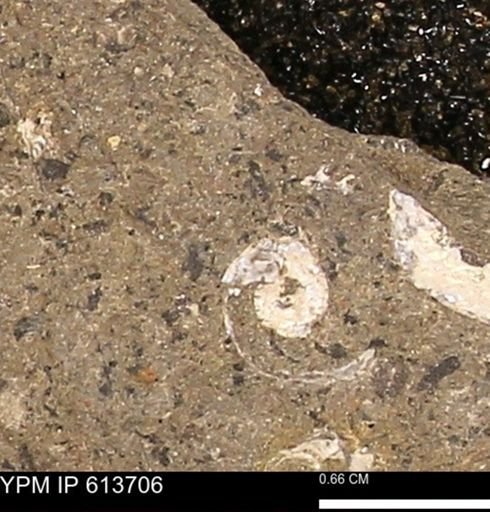 Scaphites sp.