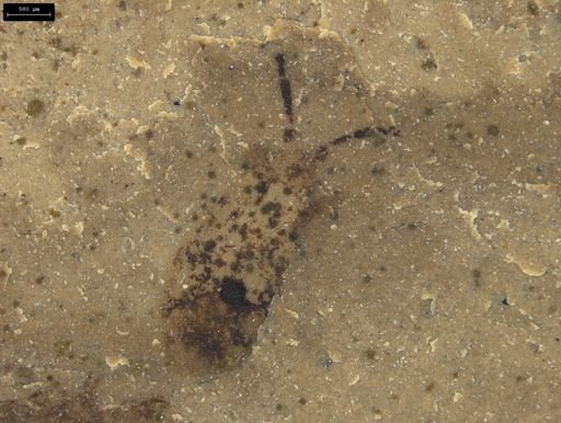 Hemiptera