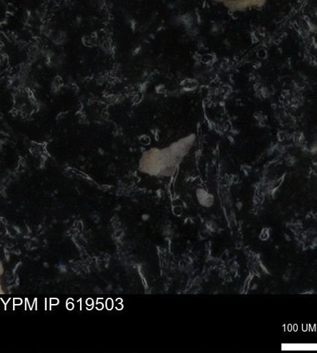 undet. Heterohelicidae
