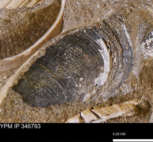 Limopsis striatopunctatus
