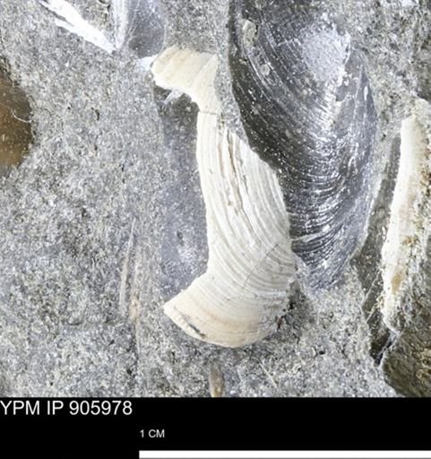 Limopsis striatopunctatus