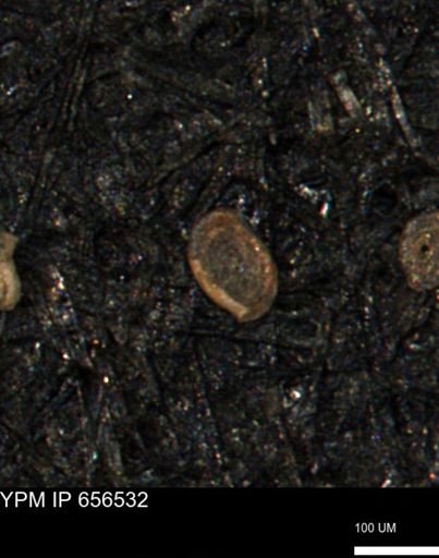 undet. Foraminiferida
