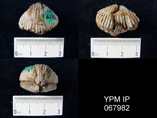 Anastrophia verneuili